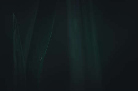 The concept of love the world green environment Water droplets on the leaves Blurred bokeh backgroundの写真素材