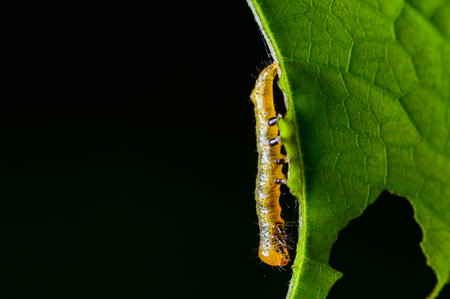 Caterpillar pests on the leaves