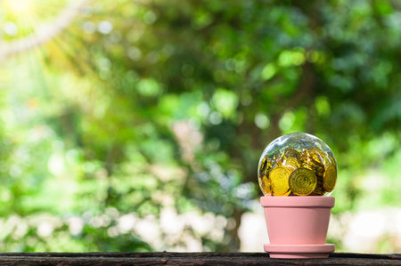 Plant Growing In Savings Coins money Green Bokeh Background with Sun Light