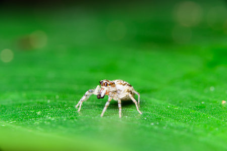 Spider on green leaf