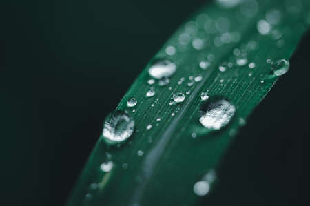 Environmental love concept water droplets on the leavesの写真素材