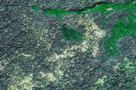 Moss on the cement floorの写真素材