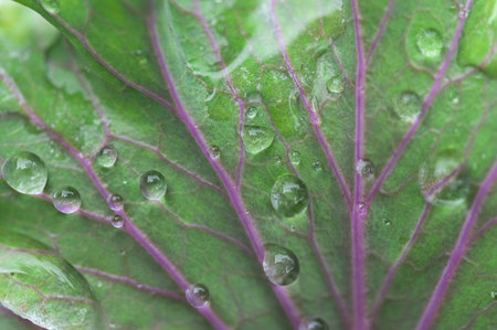 Water droplets macro on leaf Love water concept. Love nature