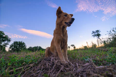 Cute pet dog in the gardenの写真素材