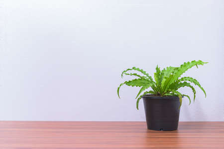 plant pot at the deskの写真素材