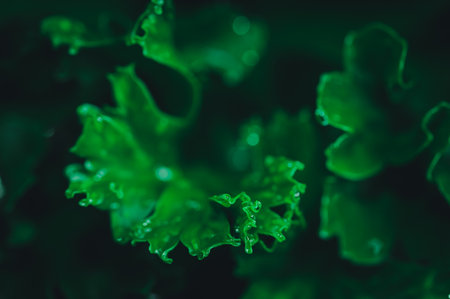 Environmental love concept love nature green leaf backgroundの写真素材