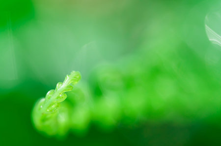 Environmental love concept love nature green leaf background