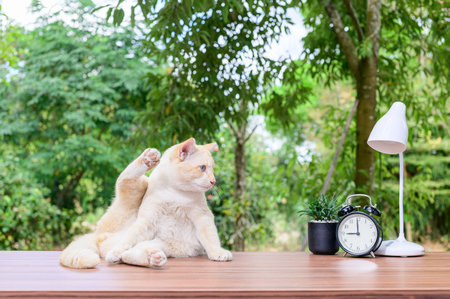 cute cat on the tableの写真素材