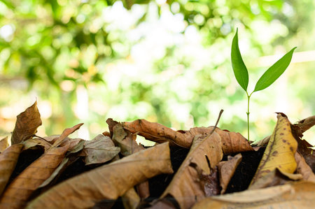 Love tree concept Growing trees
