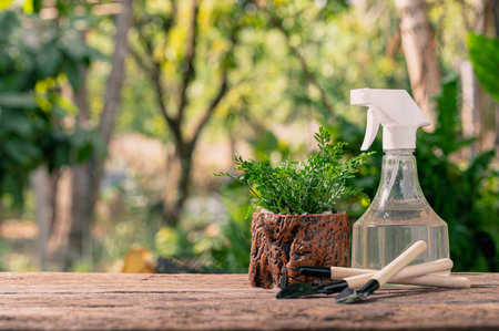 Planting trees in pots. Concept of love plants. Love the environment.