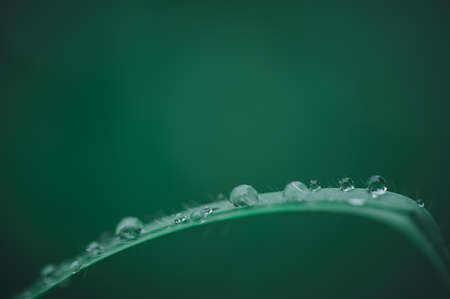 Love the environment Water droplets on leavesの写真素材