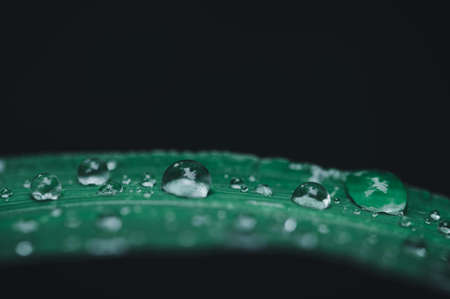 Love the environment Water droplets on leavesの写真素材