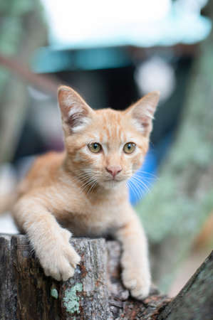 Portrait of ginger cat in the gardenの写真素材