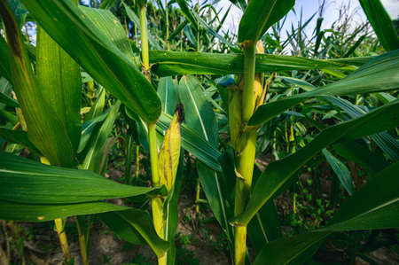 corn field view of agricultureの写真素材