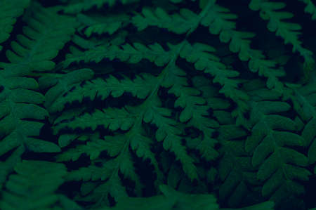 background leaves green in natureの写真素材