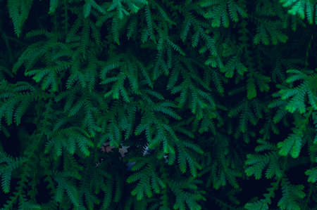 background leaves green in natureの写真素材