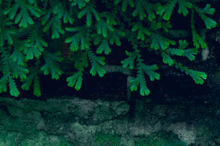 background leaves green in natureの写真素材
