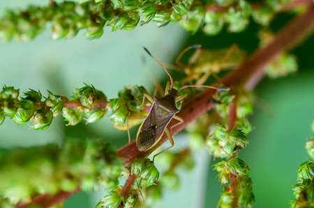 Stink bug macro insect killer in natureの写真素材