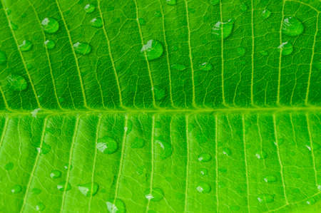 Macro water droplets on leaves in natureの写真素材
