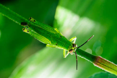 grasshopper macro on leaf in natureの写真素材