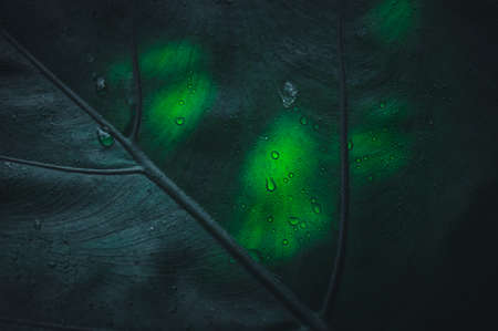 macro water droplets on leaves love the environmentの写真素材