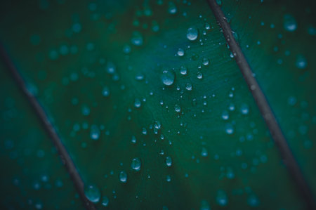 macro water droplets on leaves love the environment
