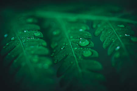 macro water droplets on leaves love the environmentの写真素材