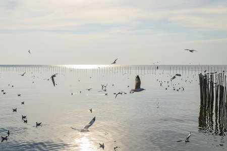 Birds, seagulls, flying, accommodation, resorts, Bang Pu, Samut Prakan, Thailandの写真素材