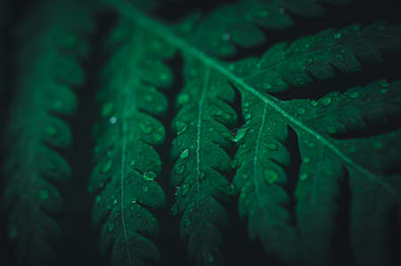 macro water droplets on leaves love the environmentの写真素材