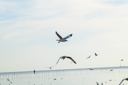 Birds, seagulls, flying, accommodation, resorts, Bang Pu, Samut Prakan, Thailand