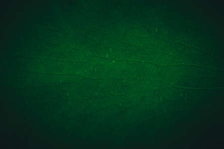 macro water droplets on leaves love the environmentの写真素材
