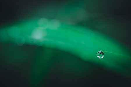macro water droplets on leaves love the environmentの写真素材