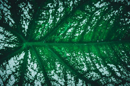 macro water droplets on leaves love the environmentの写真素材