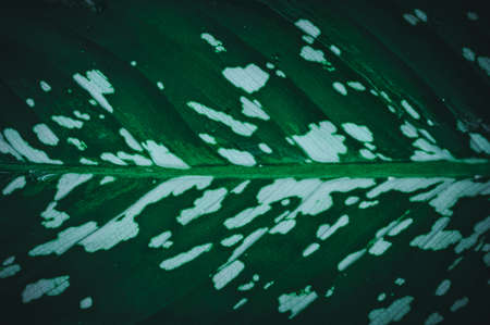 macro water droplets on leaves love the environmentの写真素材