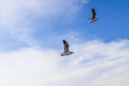 Birds, seagulls, flying, accommodation, resorts, Bang Pu, Samut Prakan, Thailandの写真素材
