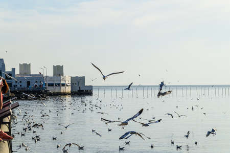 Birds, seagulls, flying, accommodation, resorts, Bang Pu, Samut Prakan, Thailandの写真素材