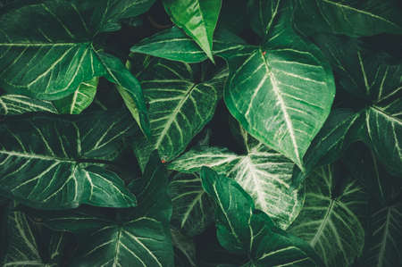 macro water droplets on leaves love the environmentの写真素材