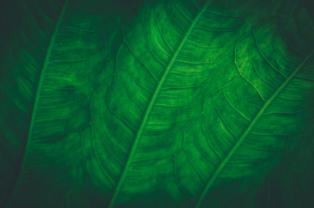 macro water droplets on leaves love the environment