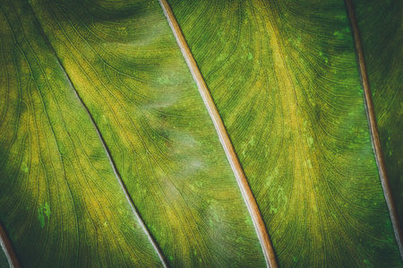 macro water droplets on leaves love the environment