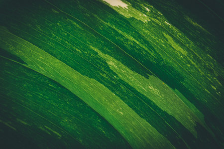 macro water droplets on leaves love the environment