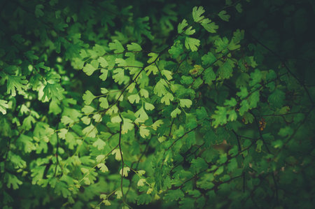 macro water droplets on leaves love the environment