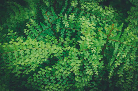 macro water droplets on leaves love the environmentの写真素材