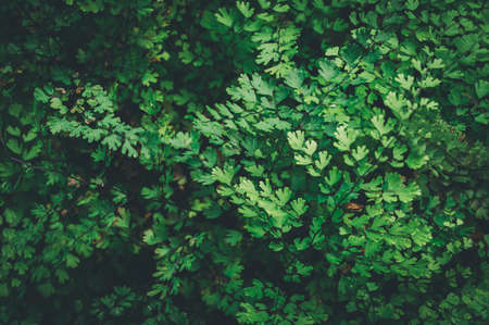 macro water droplets on leaves love the environmentの写真素材