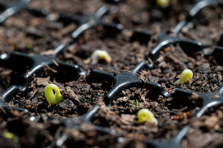 Cultivate vegetables and fruits in planting trays. growing
