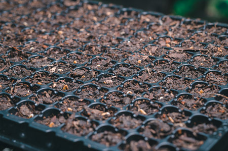 Planting seeds, vegetables and fruits in planting trays.の写真素材