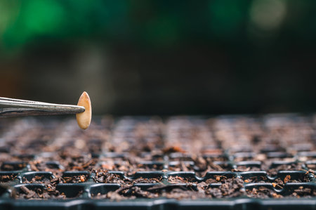 Planting seeds, vegetables and fruits in planting trays.