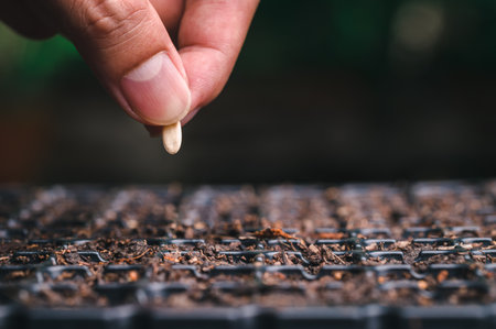 Planting seeds, vegetables and fruits in planting trays.の写真素材