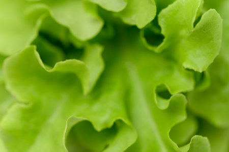 Salad green oak healthy foodの写真素材