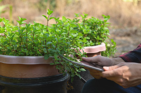 A person prunes aromatic mint plants in pots under soft natural light. This peaceful scene highlights the joys of gardening and plant care in a lush environment.の写真素材