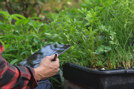 A person conducts gardening research using a tablet amidst lush herbs. The image captures the blend of technology and nature, showcasing sustainable gardening practices.の写真素材